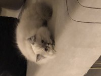 2,5 aylık yavru chinchilla kediler