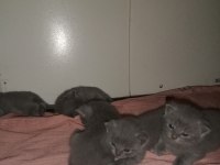 3 yakışıklı british shorthair