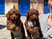 Toy poodle yavrularımız