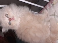 Safkan iran kedi yavrusu