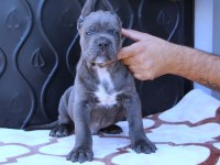 FCI-KIF SECERELİ SAFKAN CANE CORSO YAVRULARIMIZ
