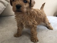 EV ORTAMINDAN 0 NUMARA BABY FACE MALTİPOO LAR