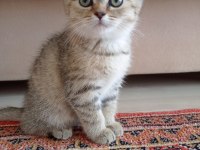 Yeni yavrumuz evine gitmeye hazır british shorthair