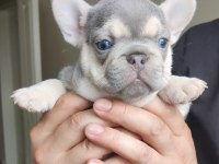 Egzotik French Bulldog Yavrular