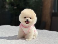 SAĞLIK VE IRK GARANTİLİ POMERANİAN KÖPEĞİMİZ