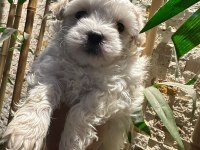Maltese terrier 60 günlük