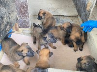 Malinois köpekleri sahiplendirme