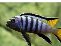elongatus mpanga