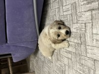 Sevimli dost canlısı golden retriever