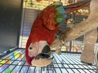 ARA MACAW YAVRUSU YARI EVCİL