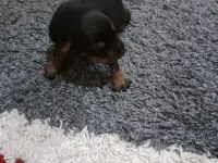 Doberman yavrularımız sahiplendirilecektir