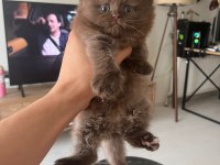 Cinnamon British Longhair