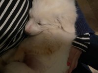 Golden retriever ankara çok acil yuva
