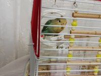 Sevda papağanı mı satıyorum