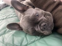 Sahiplendirme french bulldog
