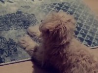 3 aylık Maltipoo Terrier dişi
