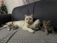 Mükemmel annelik yapan genç dişi kedimiz