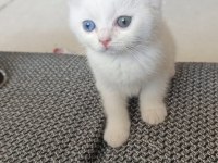 Dişi british shorthair