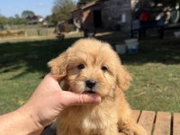 SÜTLÜ KAHVELİ KÜT BURUN MALTİPOO KIZIMIZ