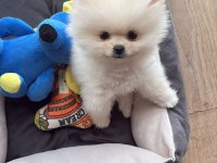 Pomeranian Tea Cup Sağlıklı