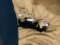 Minyatür pinscher