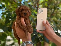 MÜKEMMEL POODLE BEBEKLER