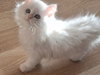 Longhair Ve Shorthair Dişi-Erkek Yavru Kedilerimiz