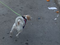 Jack Russell