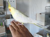 Ele Alıştırma Sultan Papağanlar
