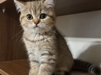 British Shorthair Yavrular