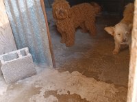 Sağlık garantisiyle a kalite poodle