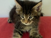 Üst kaliteli dişi orman rengi maine coon