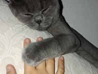 3 yaşında kısır british shorthair tokyo