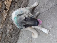 8 aylık kangal köpeği