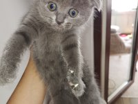 Dişi 2 adet scottish fold