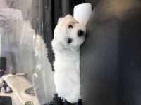 2.5 aylık minik oyuncu erkek safkan maltese