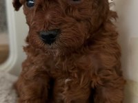 Toy Poodle Cinsi Aşılı Mikro Çipli Yavrular