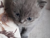Yavru british longhair kedimiz