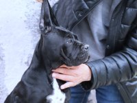 Fcı-Kıf Secereli Safkan Cane Corso