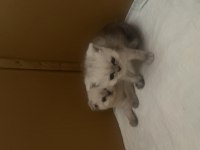 Yavru scottish fold