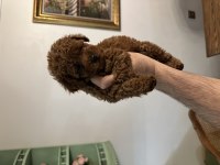 Muhteşem toy poodle