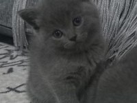 Denizli British Shorthair Dişi