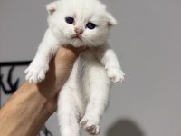 Sıfır Kulak Üst Sınıf Scottish Fold Bebekler
