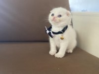 Scottish Fold 65 günlük herşeyi tam