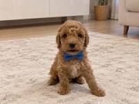 SEVIMLI POODLE MINIKLER