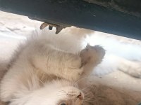Sakin ev kedisi tasmalı bir şekilde buldum kendisini