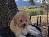 Safkan Maltipoo