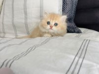 Üst Kalite Golden ve Beyaz Kodlu Uzun Tüylü Kedilerim