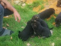 Safkan Alman Kurdu yavruları