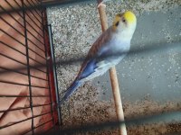 Güzel muhabbet kuşlar